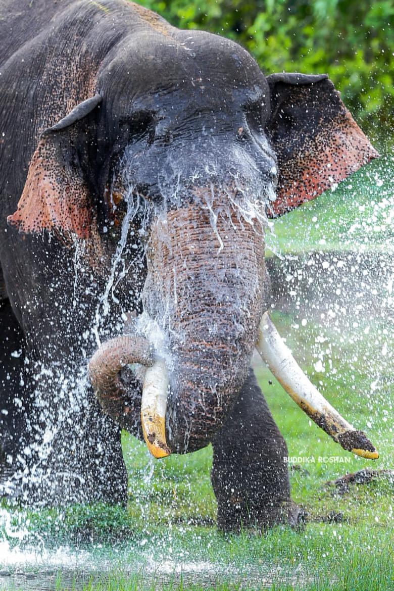 10-Day Essential Sri Lanka Highlights