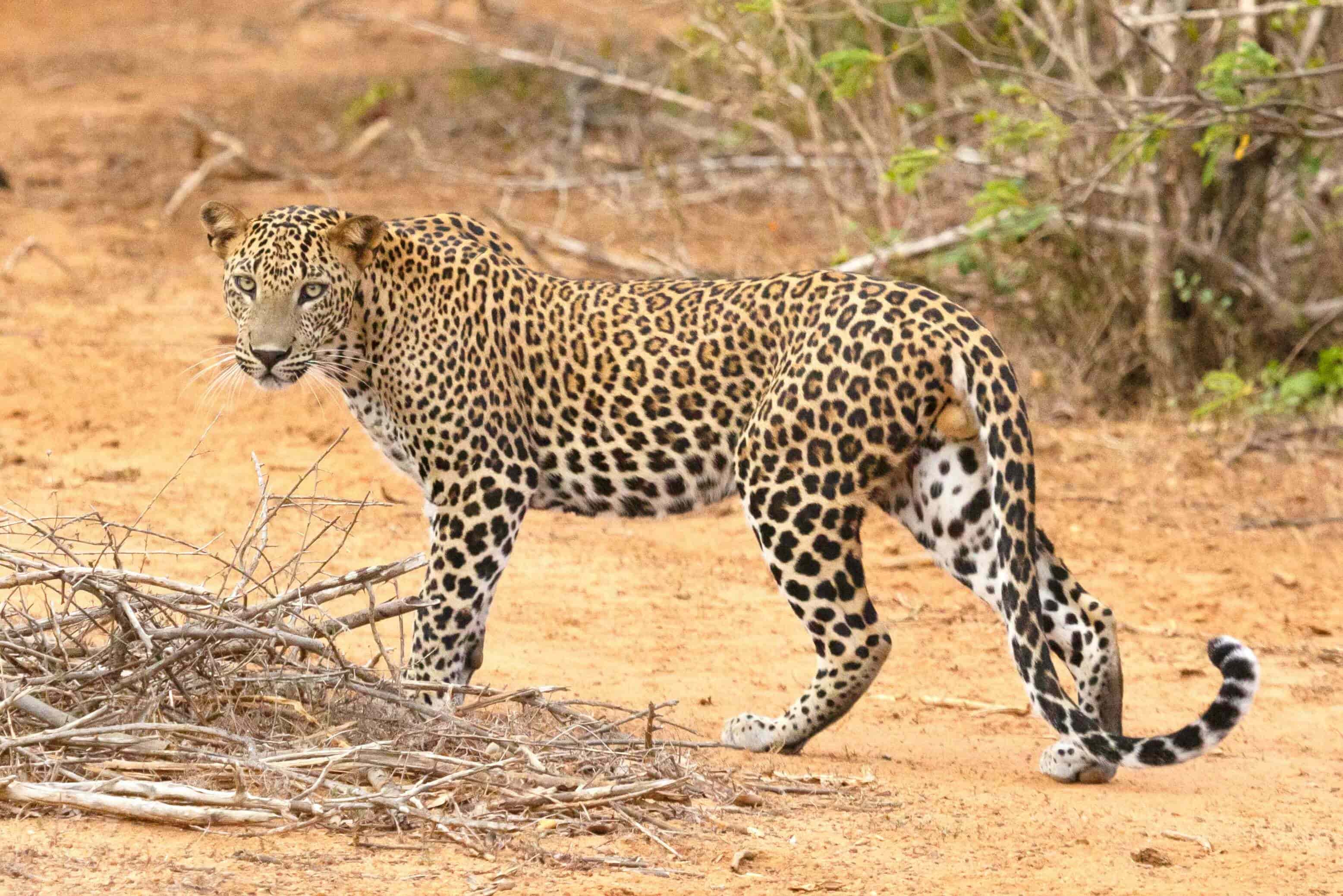Yala National Park Day Tours