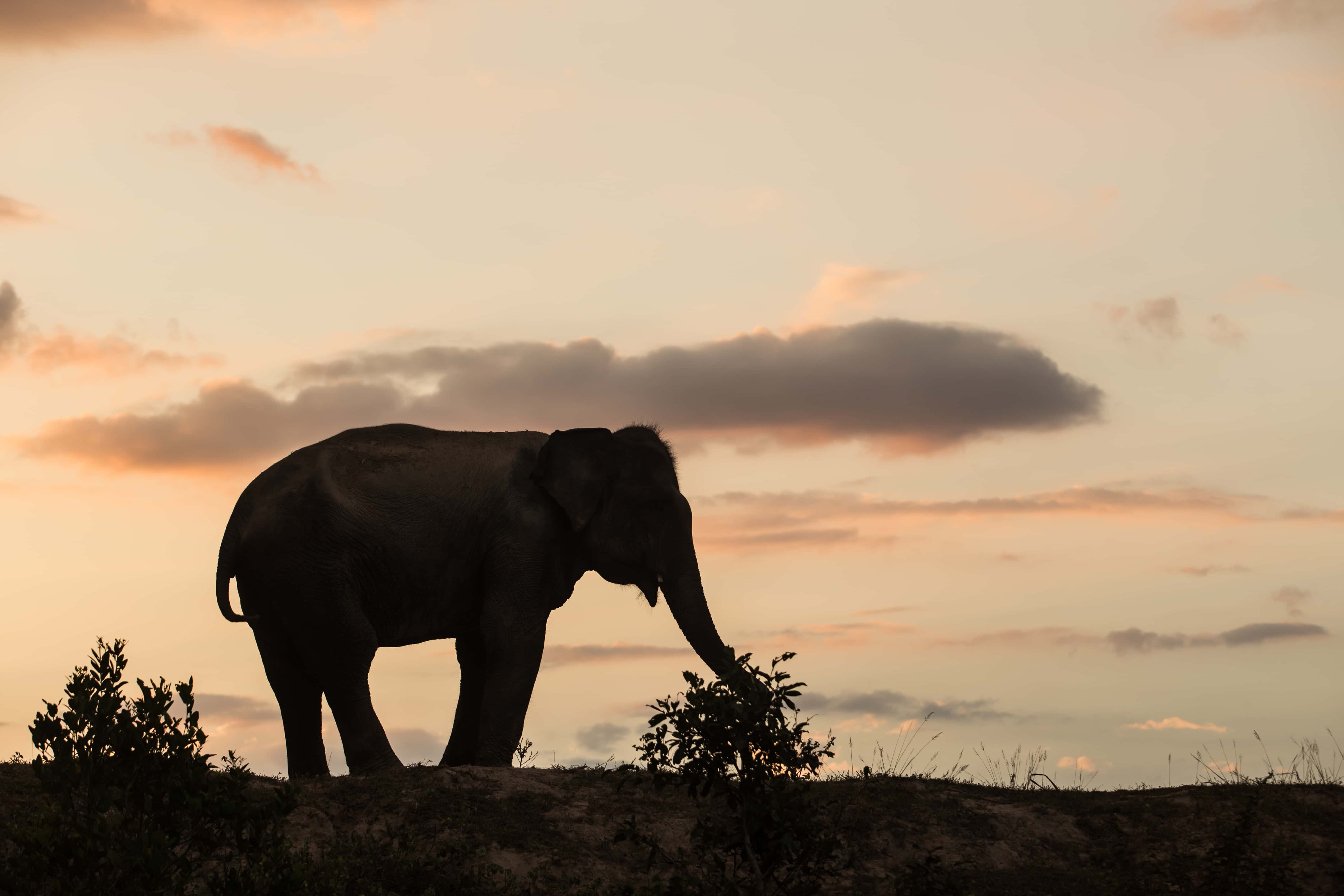 7-Day Classic Sri Lanka Highlights Tour